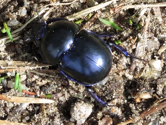 Trypocopris vernalis, Frühlingsmistkäfer