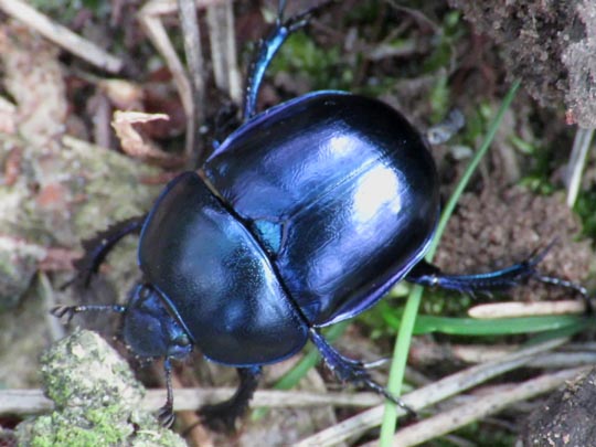 Trypocopris vernalis, Frühlingsmistkäfer