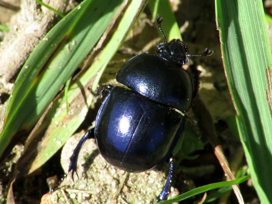 Trypocopris vernalis, Frühlingsmistkäfer