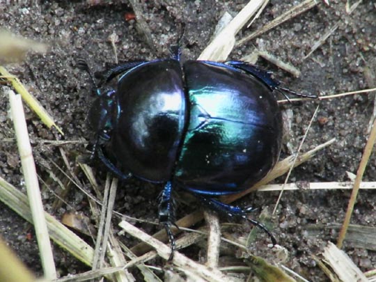 Trypocopris vernalis, Frühlingsmistkäfer