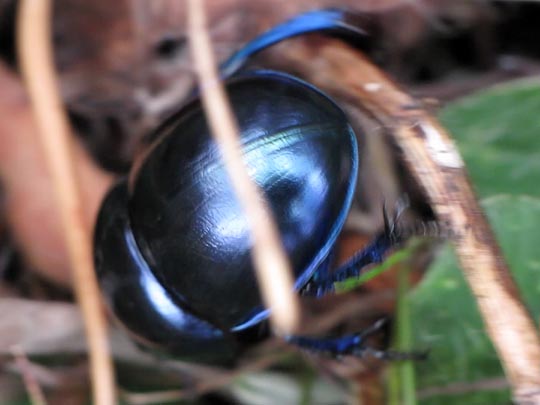 Trypocopris vernalis, Frühlingsmistkäfer