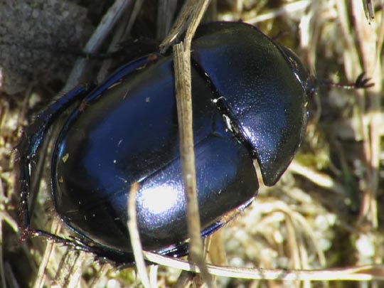 Trypocopris vernalis, Frühlingsmistkäfer