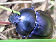 Trypocopris vernalis, Frühlingsmistkäfer