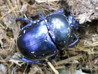 Trypocopris vernalis, Frühlingsmistkäfer