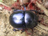 Trypocopris vernalis, Frühlingsmistkäfer