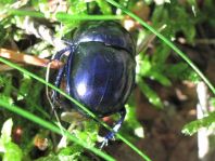 Trypocopris vernalis, Frühlingsmistkäfer