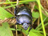 Trypocopris vernalis, Frühlingsmistkäfer