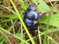 Trypocopris vernalis, Frühlingsmistkäfer