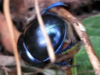 Trypocopris vernalis, Frühlingsmistkäfer
