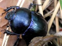 Trypocopris vernalis, Frühlingsmistkäfer
