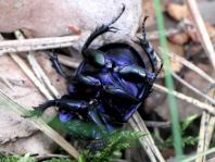 Trypocopris vernalis, Frühlingsmistkäfer