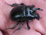 Typhaeus typhoeus, Stierkäfer