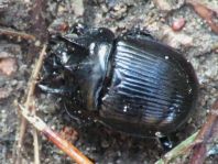 Typhaeus typhoeus, Stierkäfer