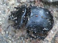 Typhaeus typhoeus, Stierkäfer