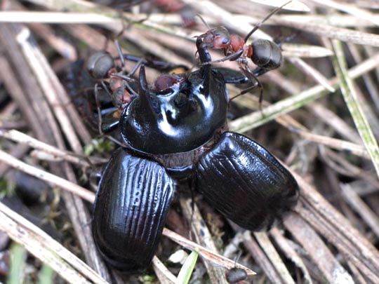 Typhaeus typhoeus, Stierkäfer