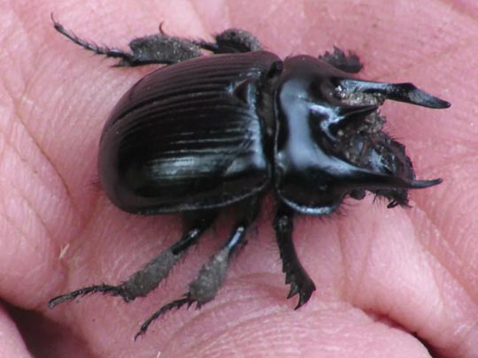 Typhaeus typhoeus, Stierkäfer