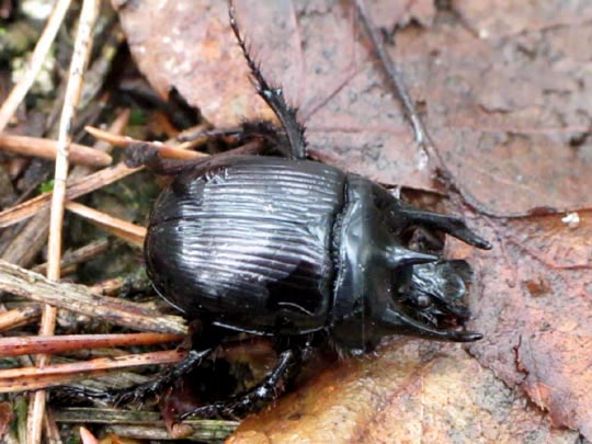 Typhaeus typhoeus, Stierkäfer