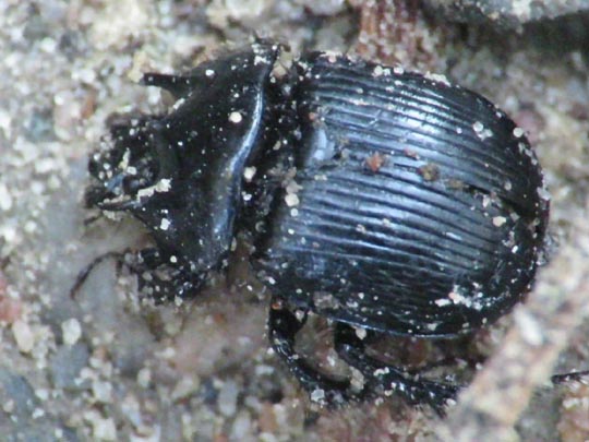 Typhaeus typhoeus, Stierkäfer
