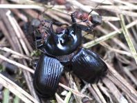 Typhaeus typhoeus, Stierkäfer