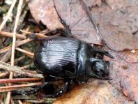 Typhaeus typhoeus, Stierkäfer