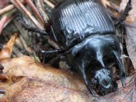 Typhaeus typhoeus, Stierkäfer