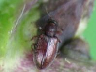 Latridiidae, Moderkäfer