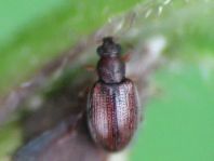 Latridiidae, Moderkäfer