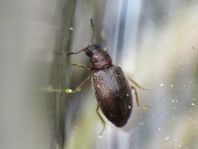 Latridiidae, Moderkäfer