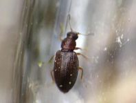 Latridiidae, Moderkäfer
