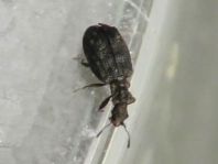 Cartodere nodifer