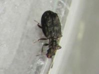 Cartodere nodifer