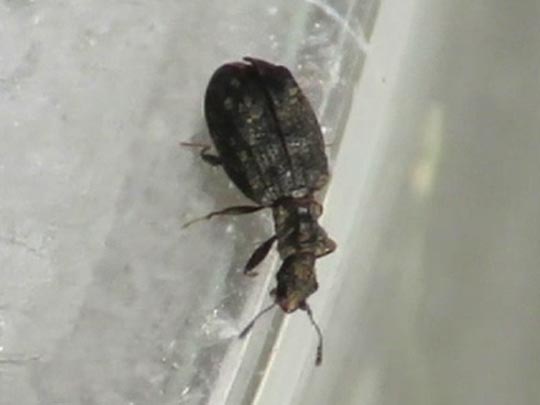 Cartodere nodifer