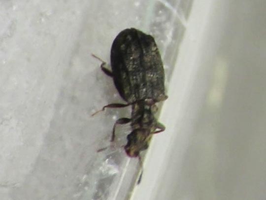 Cartodere nodifer