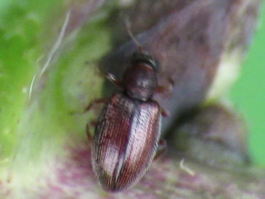 Moderkäfer, Latridiidae