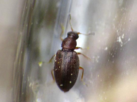 Moderkäfer, Latridiidae