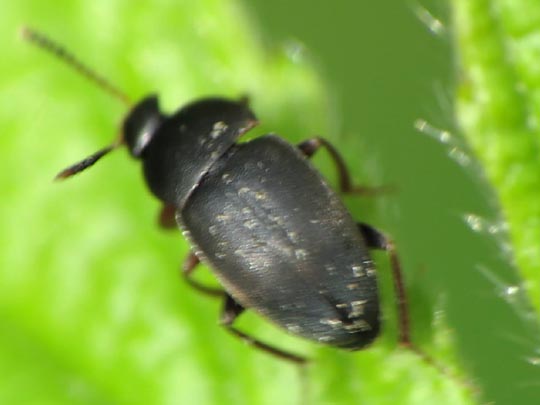 Catops sp.