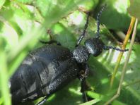 Meloe proscarabaeus