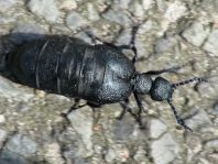 Meloe proscarabaeus