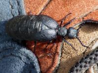 Meloe proscarabaeus