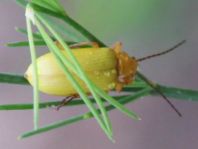 Schwefelkäfer, Cteniopus flavus