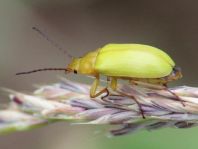 Schwefelkäfer, Cteniopus flavus