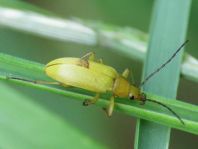 Schwefelkäfer, Cteniopus flavus