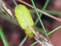 Schwefelkäfer, Cteniopus flavus