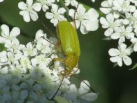 Schwefelkäfer, Cteniopus flavus
