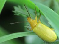 Schwefelkäfer, Cteniopus flavus