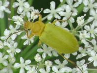 Schwefelkäfer, Cteniopus flavus