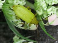 Schwefelkäfer, Cteniopus flavus