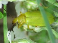 Schwefelkäfer, Cteniopus flavus