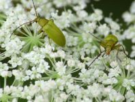 Schwefelkäfer, Cteniopus flavus