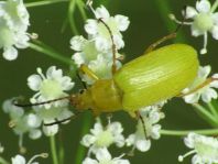 Schwefelkäfer, Cteniopus flavus